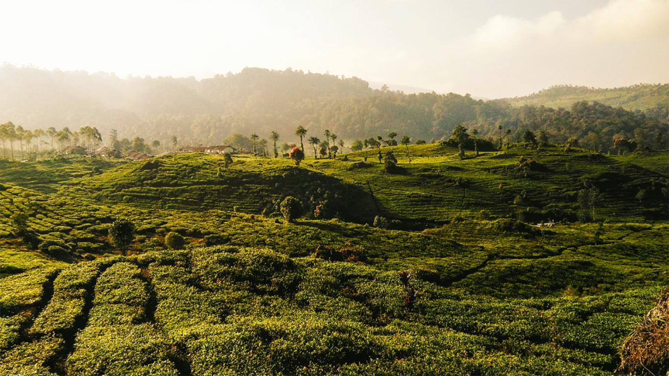 kebun teh rancabali ciwidey