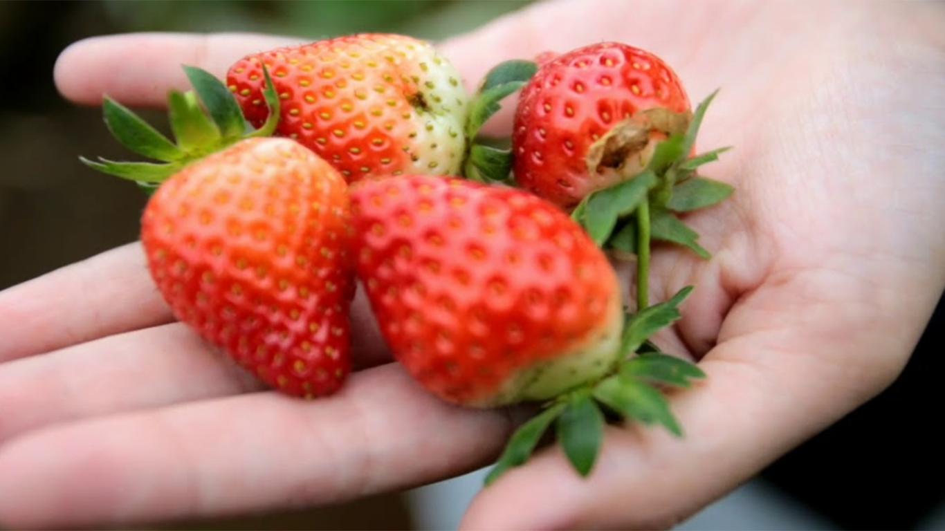 petik buah strawberry