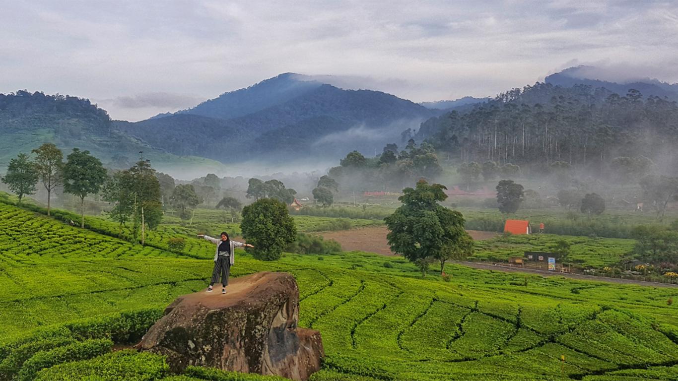 tiket masuk kebun teh rancabali