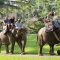 elephant safari park bali