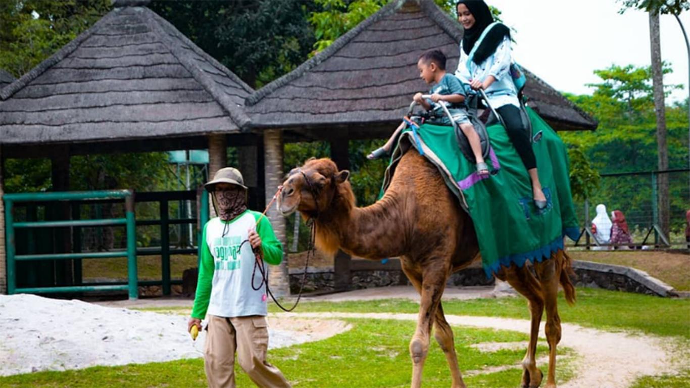 elephant safari park bali price