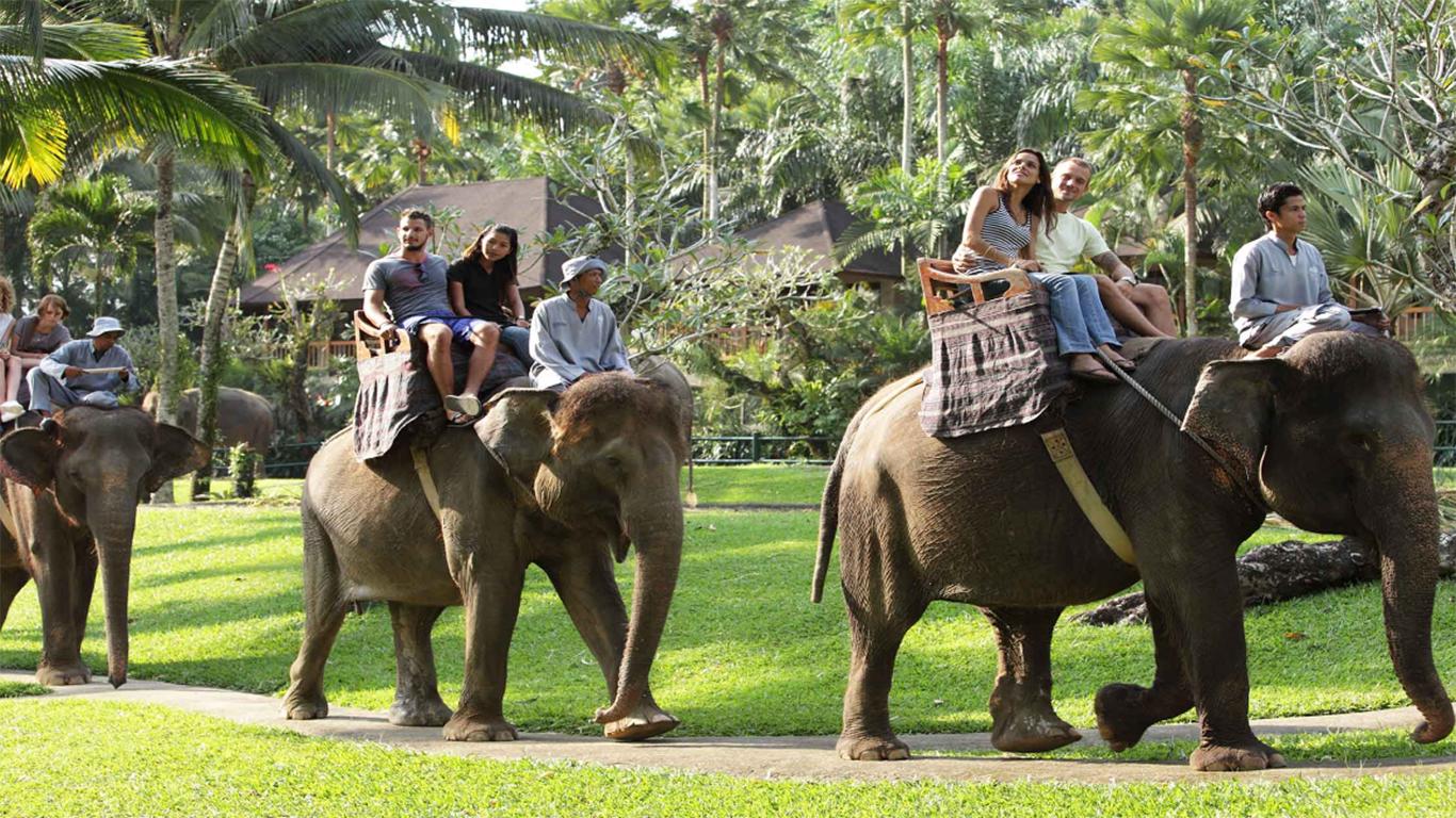 elephant safari park bali