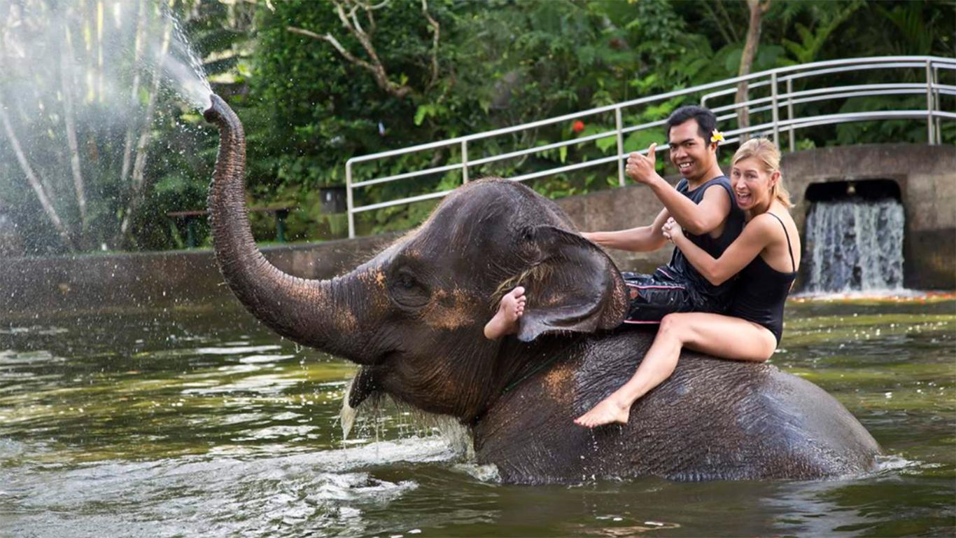 elephant safari park taro