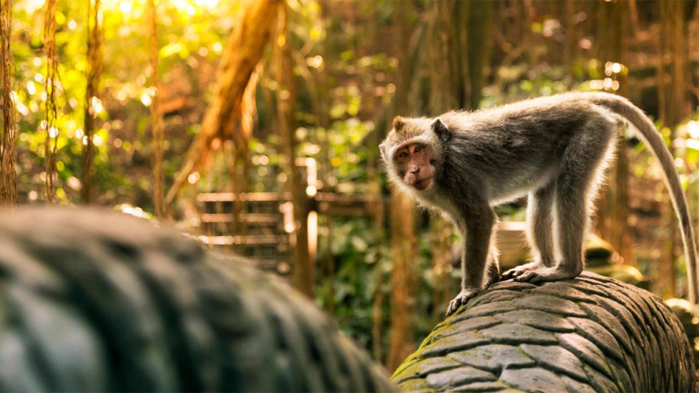 monkey forest ubud bali