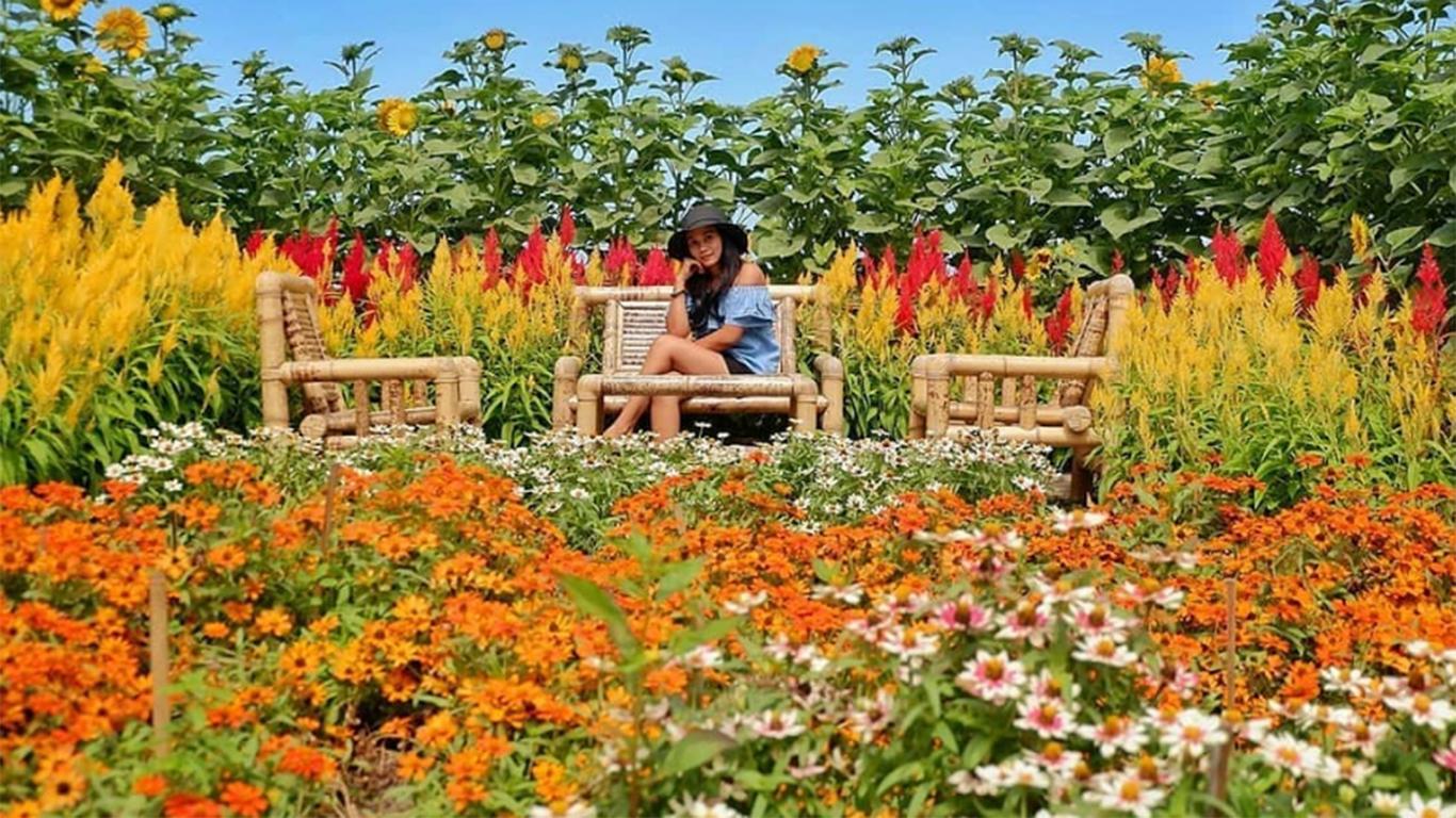 Taman Bunga Celosia Keindahan