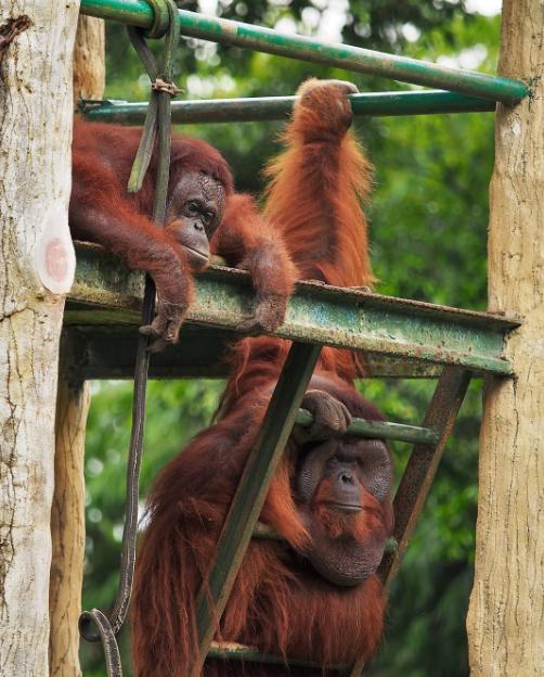 fasilitas kebun binatang ragunan