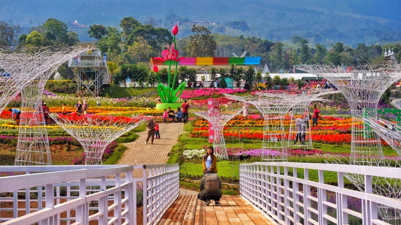 taman bunga celosia bandungan semarang