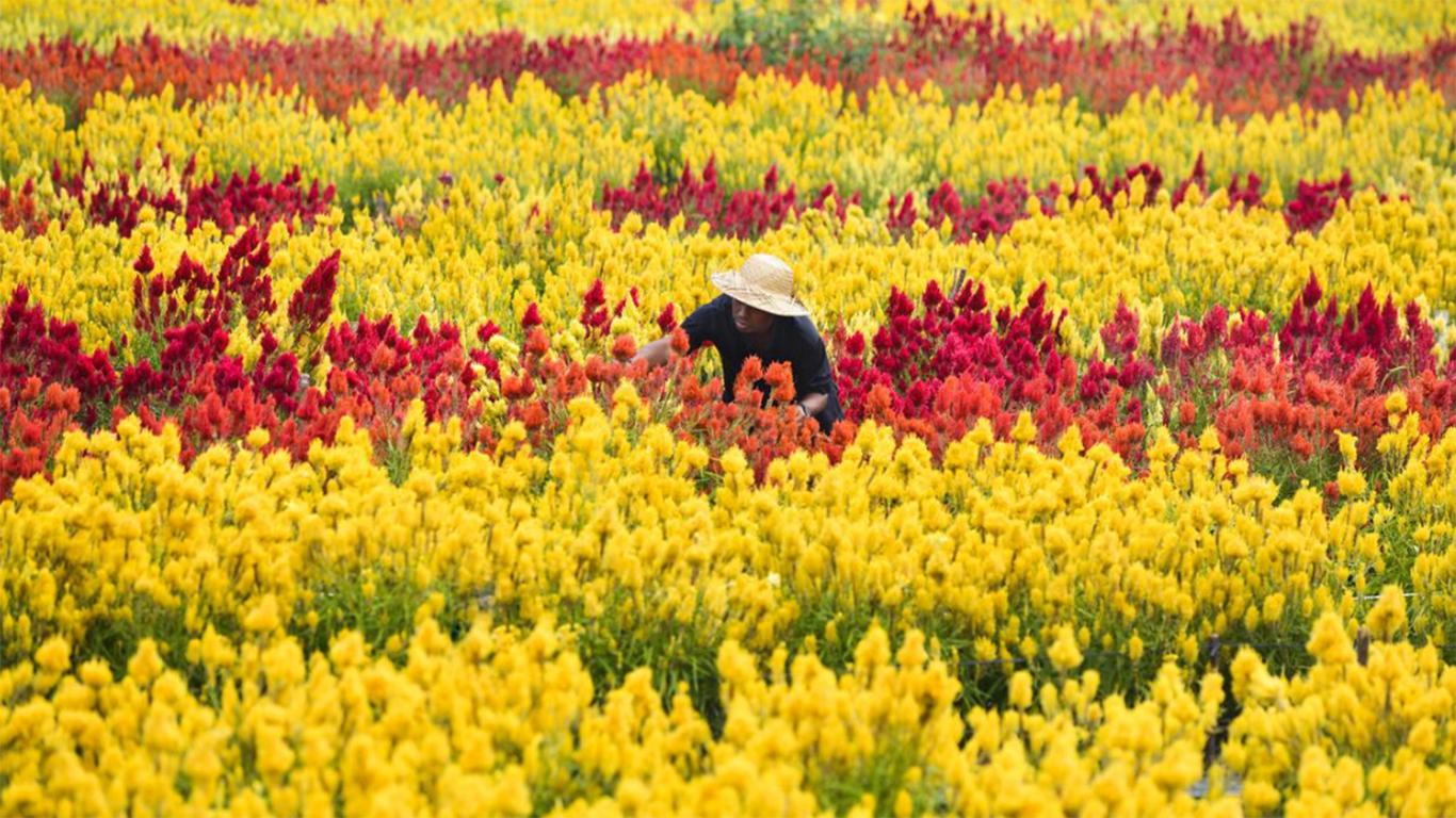 Taman Bunga Celosia Keindahan