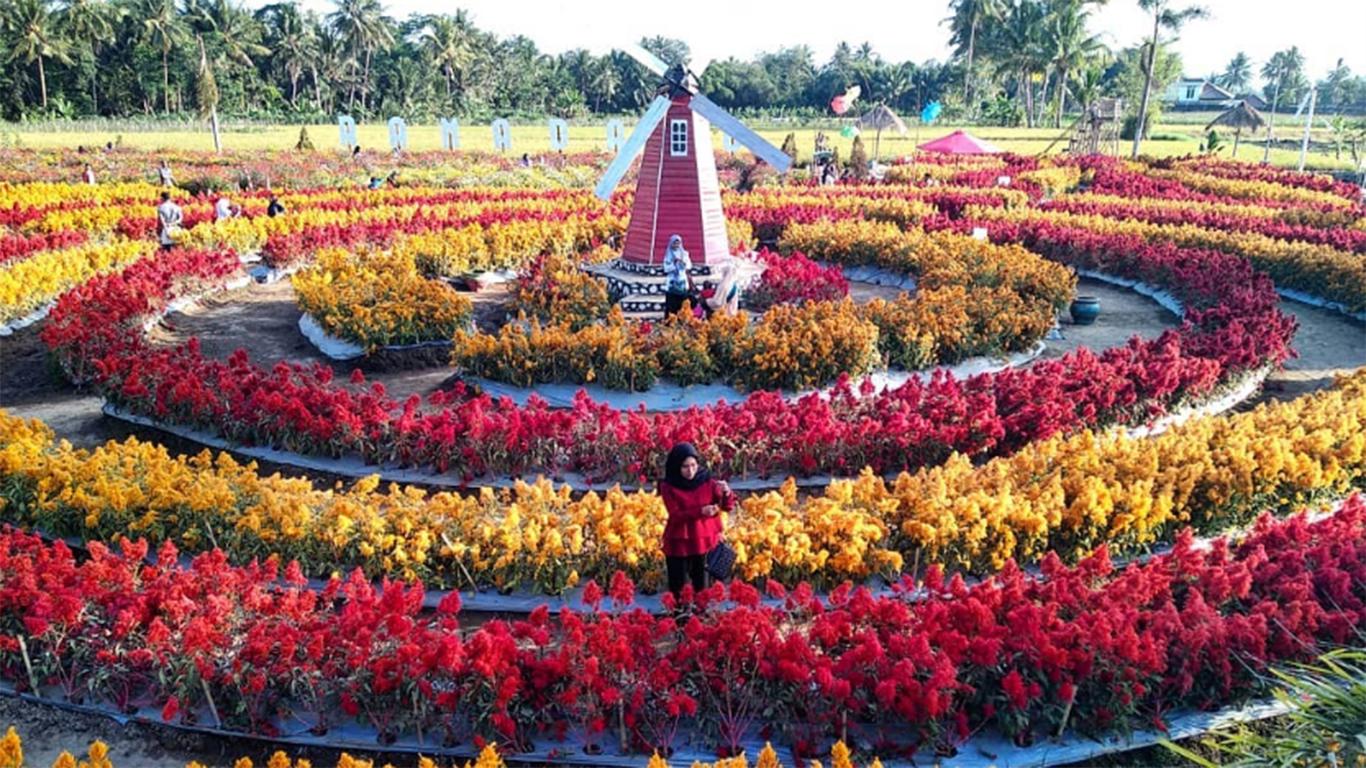 taman bunga celosia gedong songo