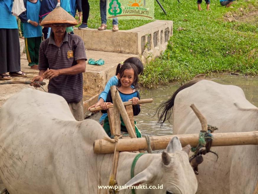 Bajak Sawah