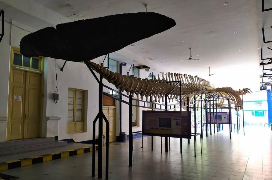 √ Museum Zoologi Bogor: Sejarah, Koleksi, Harga Tiket 2022