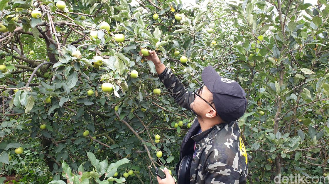 Gambar Tempat Wisata Kebun Apel Di Batu Malang