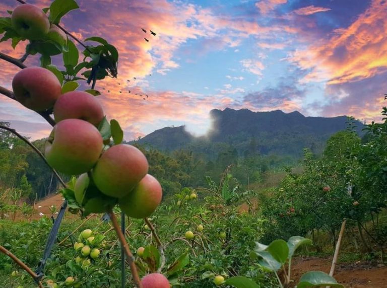 Objek Wisata Kebun Apel Malang