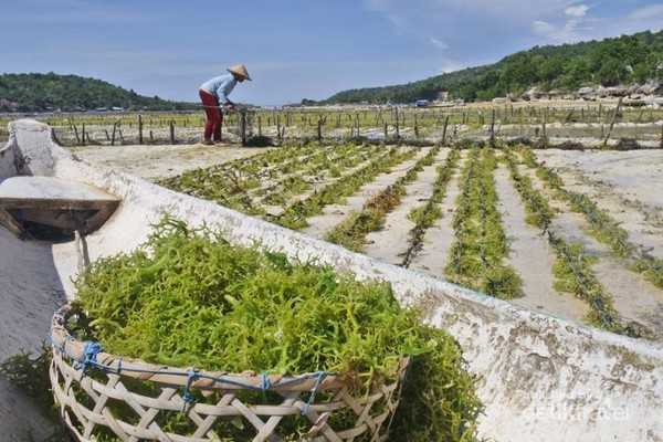 budidaya rumput laut