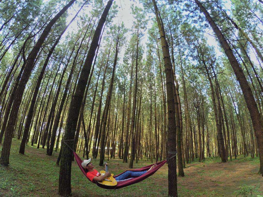 hammock