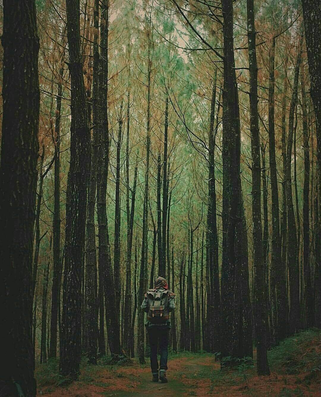 hutan pinus kalipasang