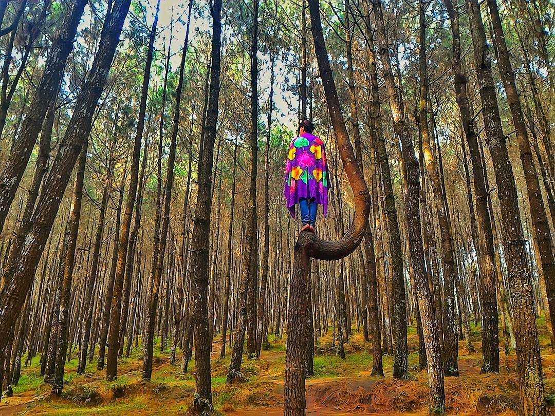 hammock