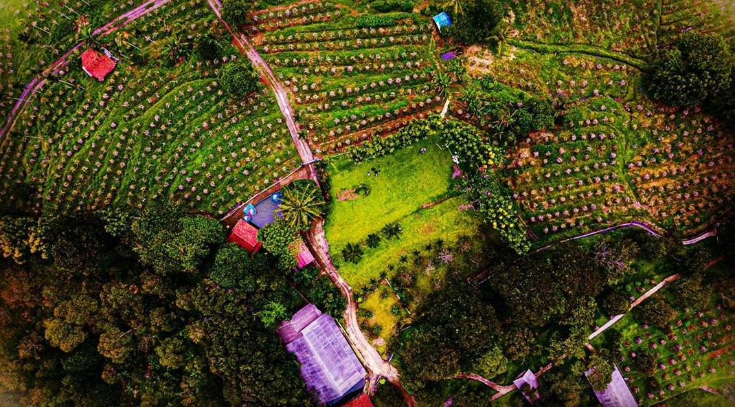 kebun durian warso farm bogor jawa barat