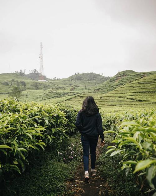 kebun teh wonosari lawang malang