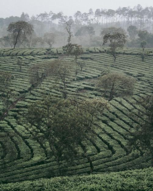 kebun teh wonosari lawang