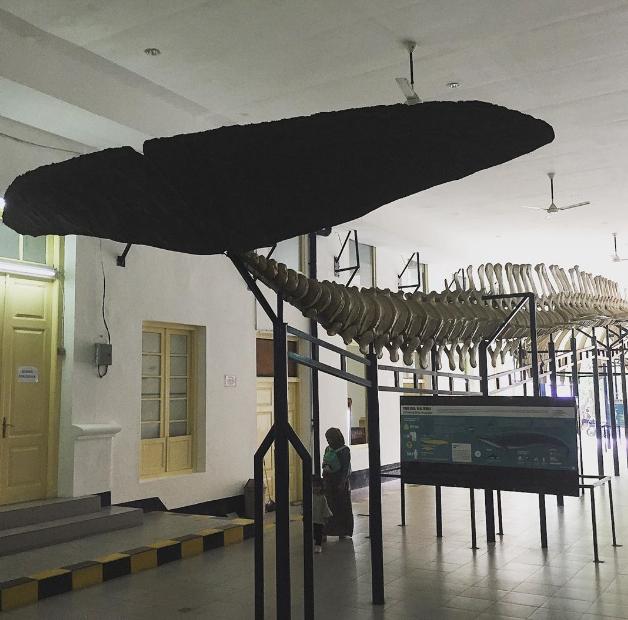 laporan kunjungan ke museum zoologi bogor