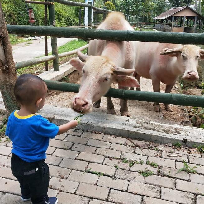 mini zoo bogor