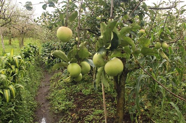 wisata malang kebun apel