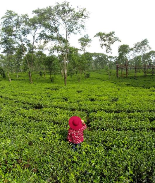 wonosari kebun teh