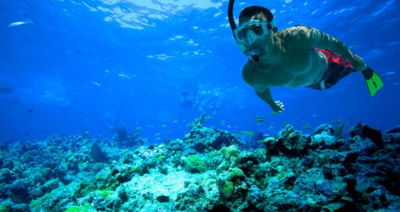 Diving Snorkeling