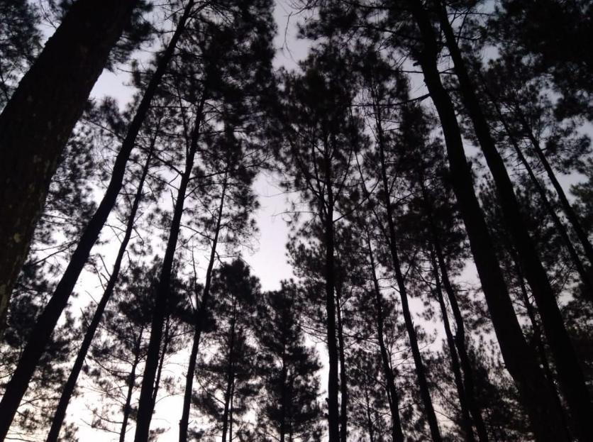 Hutan Pinus Setro Batealit