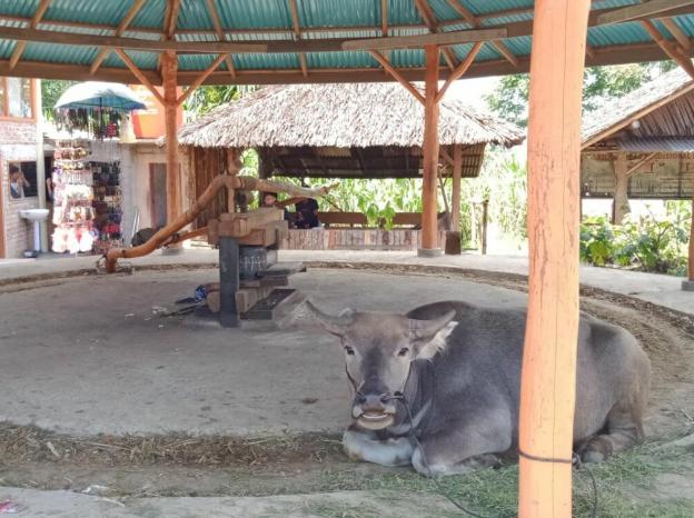 Pabrik Tebu Tradisional Katayo