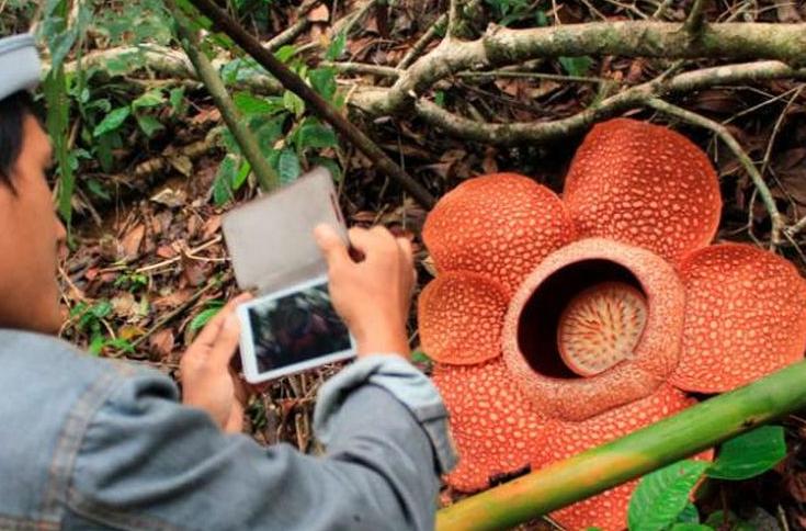 Taman Bunga Rafflesia Arnoldi