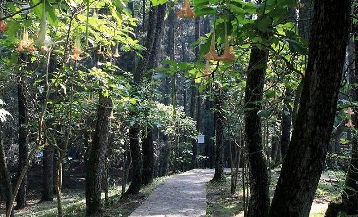 Taman Hutan Raya Sultan Syarif Kasim