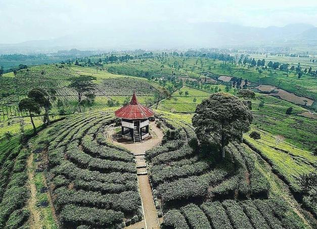 kebun teh pangalengan