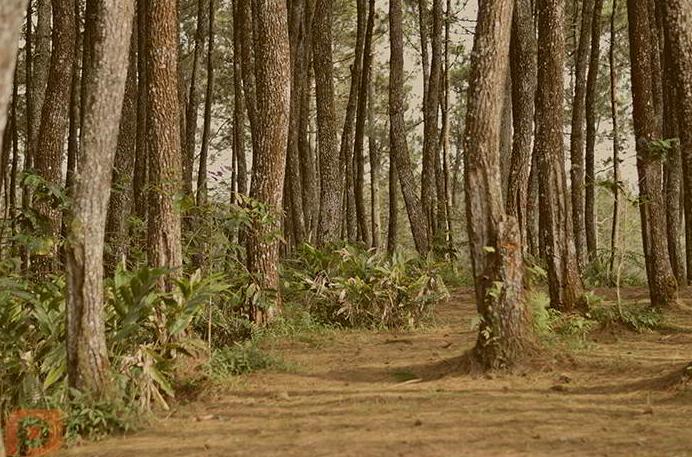 wisata garut yang buka