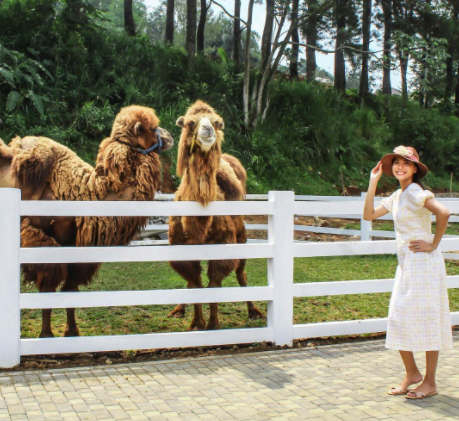 Wahana Camel Feeding