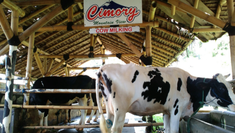 Wahana Cow Milking Cimory