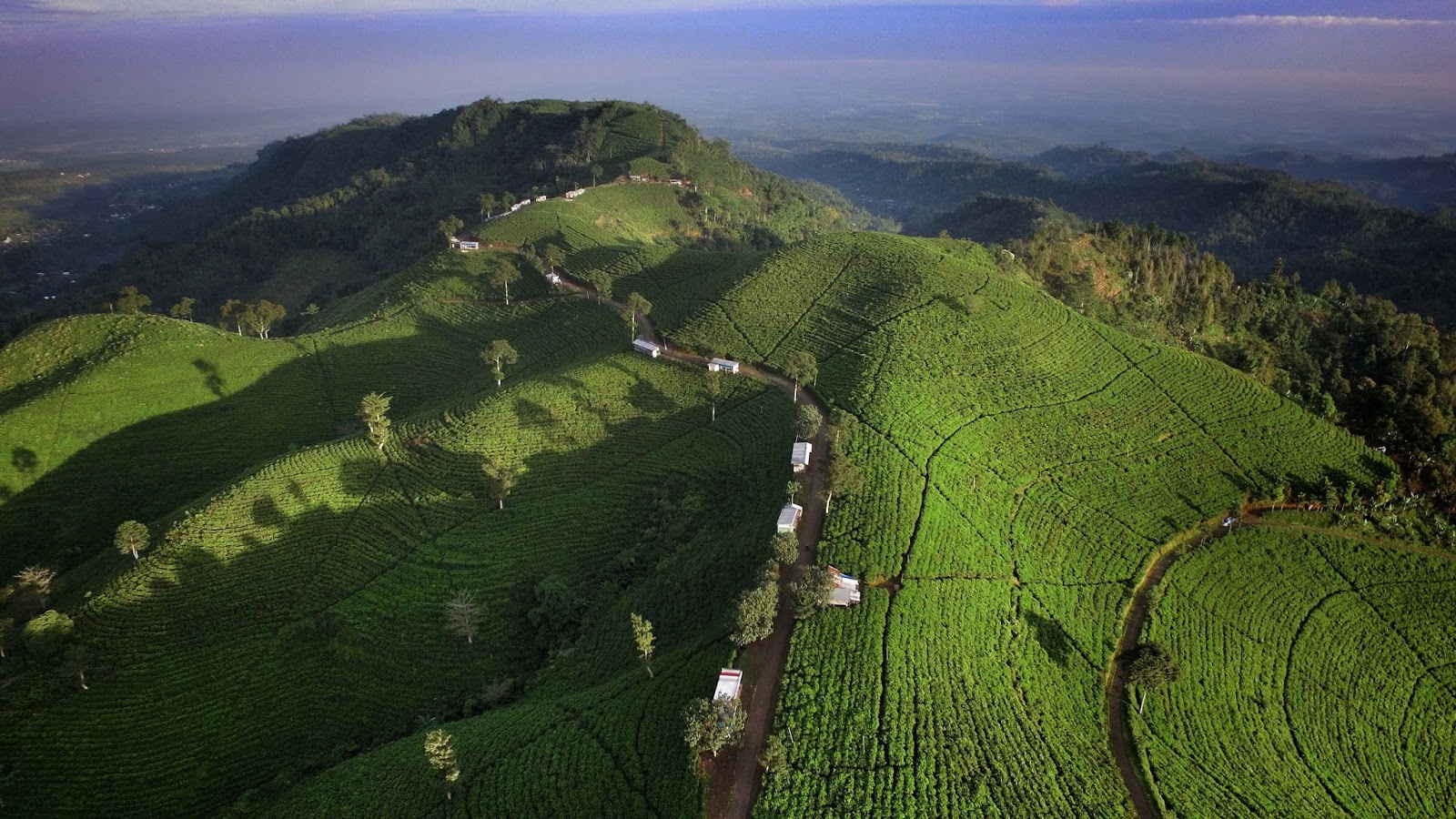 Aktivitas di Kebun Teh Kemuning