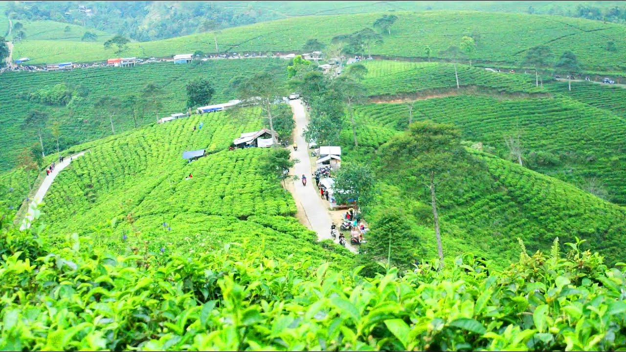 Lokasi dan Rute Kebun Teh Kemuning