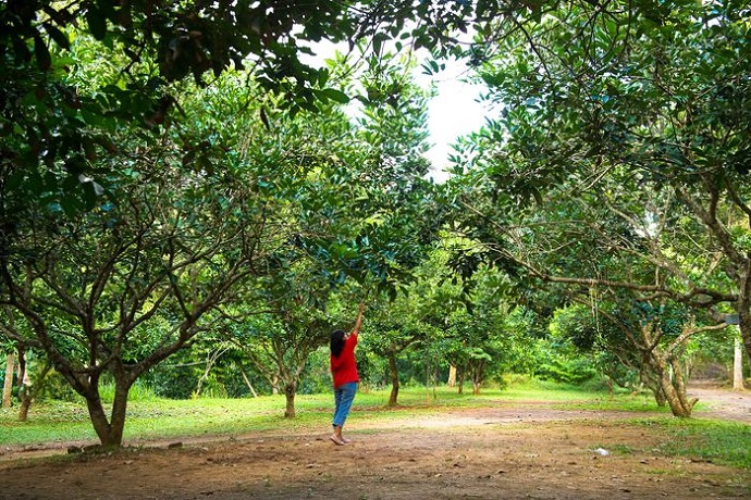ketinggian kebun buah mangunan