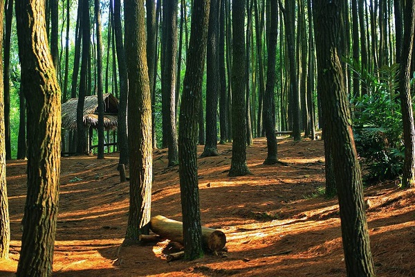 lokasi hutan pinus mangunan